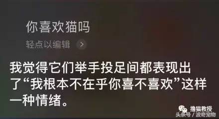猫咪对着主人喵一声,猫咪对着主人叫但是没声音