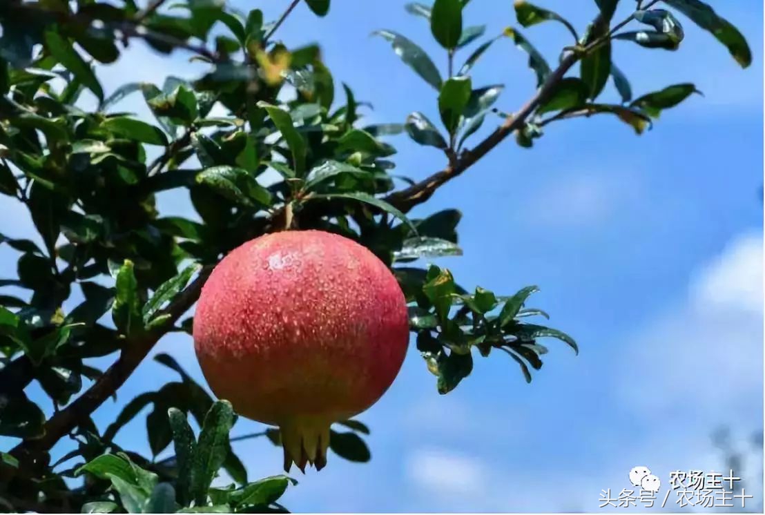 农产品众筹方案,为什么众筹没了