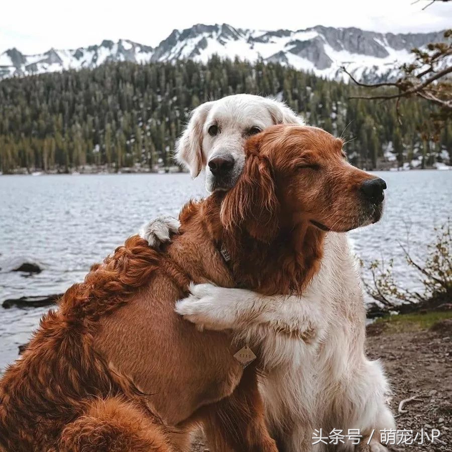 狗狗突然绝食精神不好什么原因,狗狗突然暴瘦不吃东西没精神