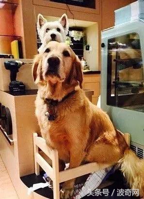 金毛吃起醋来，连自己的孩子都嫉妒