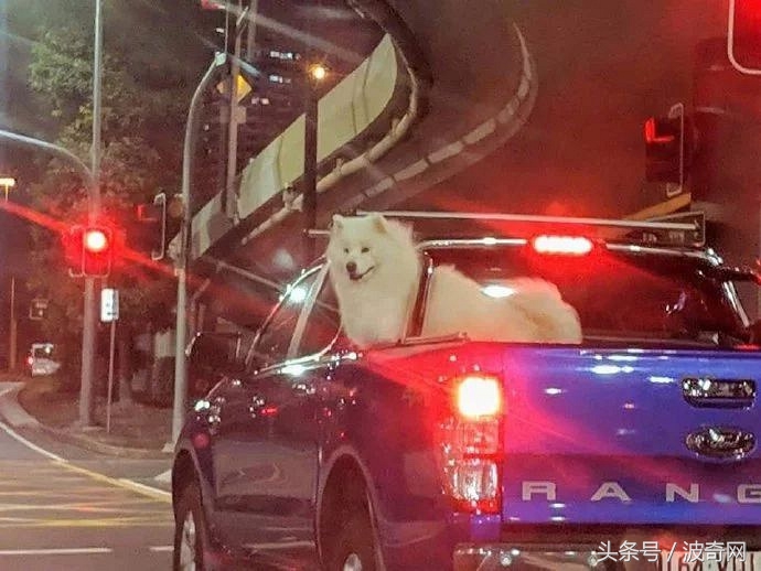 大风天要不要带娃出门,大风天带比熊出门