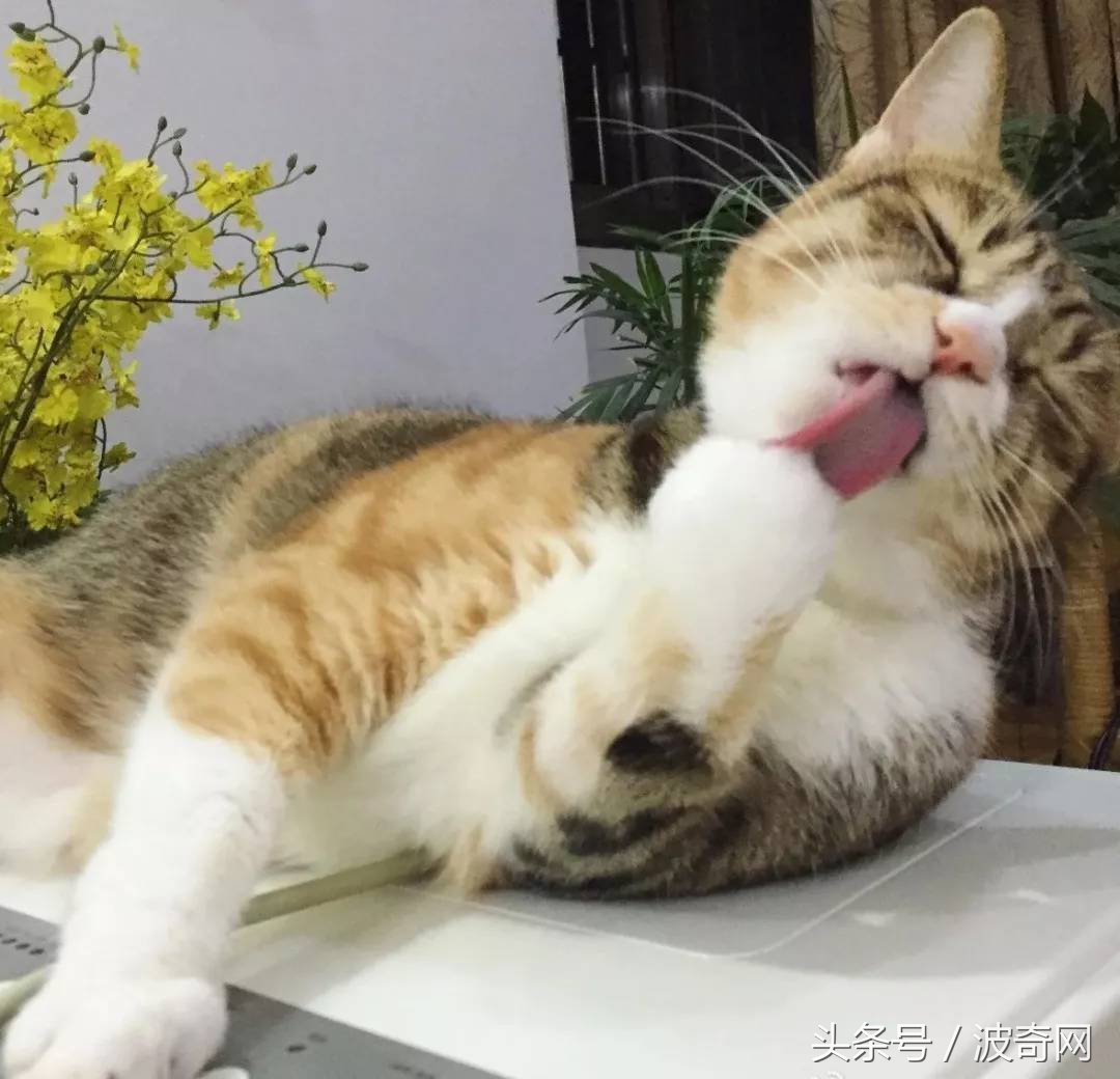 猫咪呕吐怎么判断是猫粮的问题,猫咪呕吐如何确定是猫粮问题