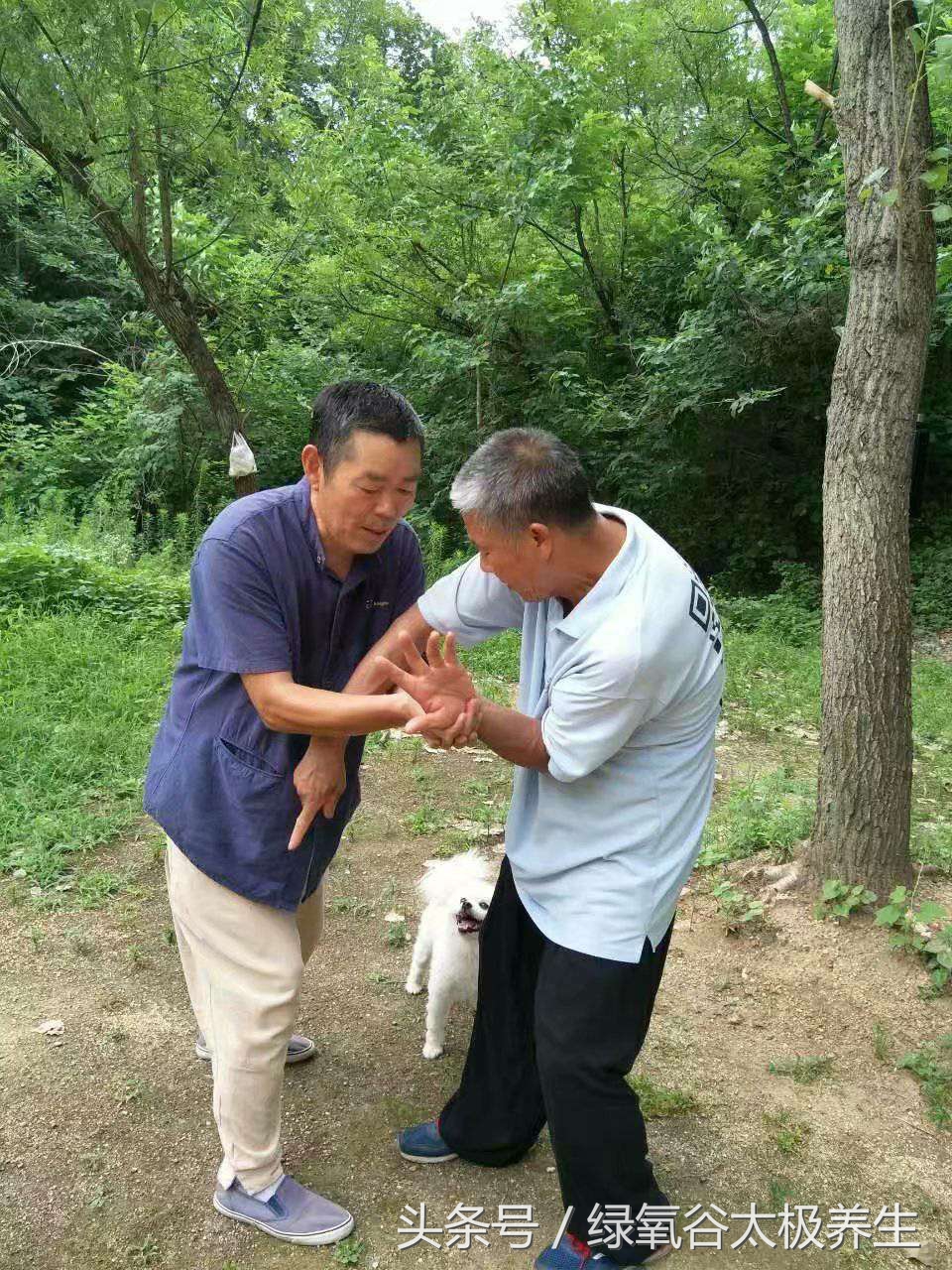 绿氧谷太极拳训练,绿氧谷