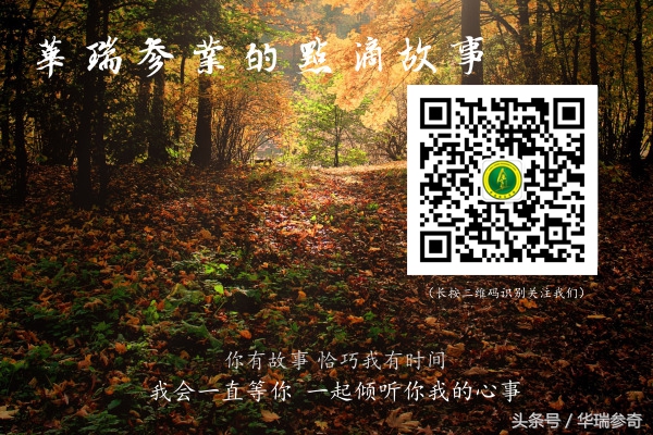 在原始森林找个地方种人参靠谱吗,原始森林的千年人参