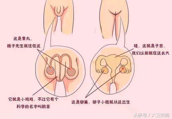 女儿问我，我为什么没有小鸡鸡？家长该怎么做？！