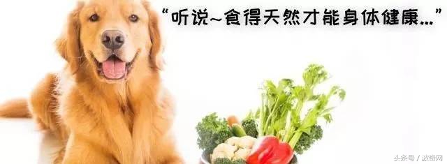 狗狗除了狗粮还可以吃的食物,狗狗除了喂狗粮还可以喂什么