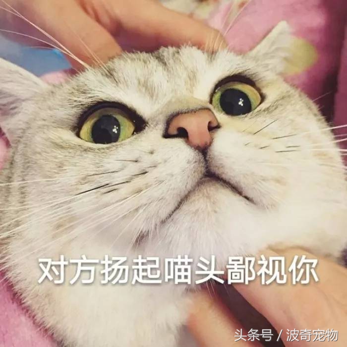 猫咪对着主人喵一声,猫咪对着主人叫但是没声音