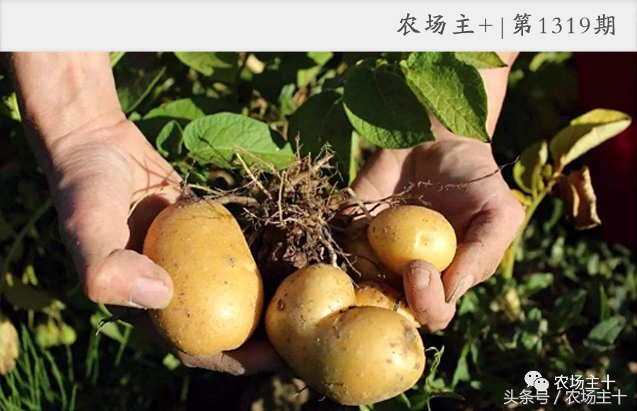 农产品众筹方案,为什么众筹没了