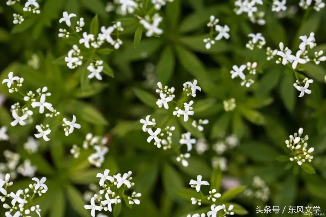 【东风文学】第294期听涛观海｜吴琰小说：春天的早晨