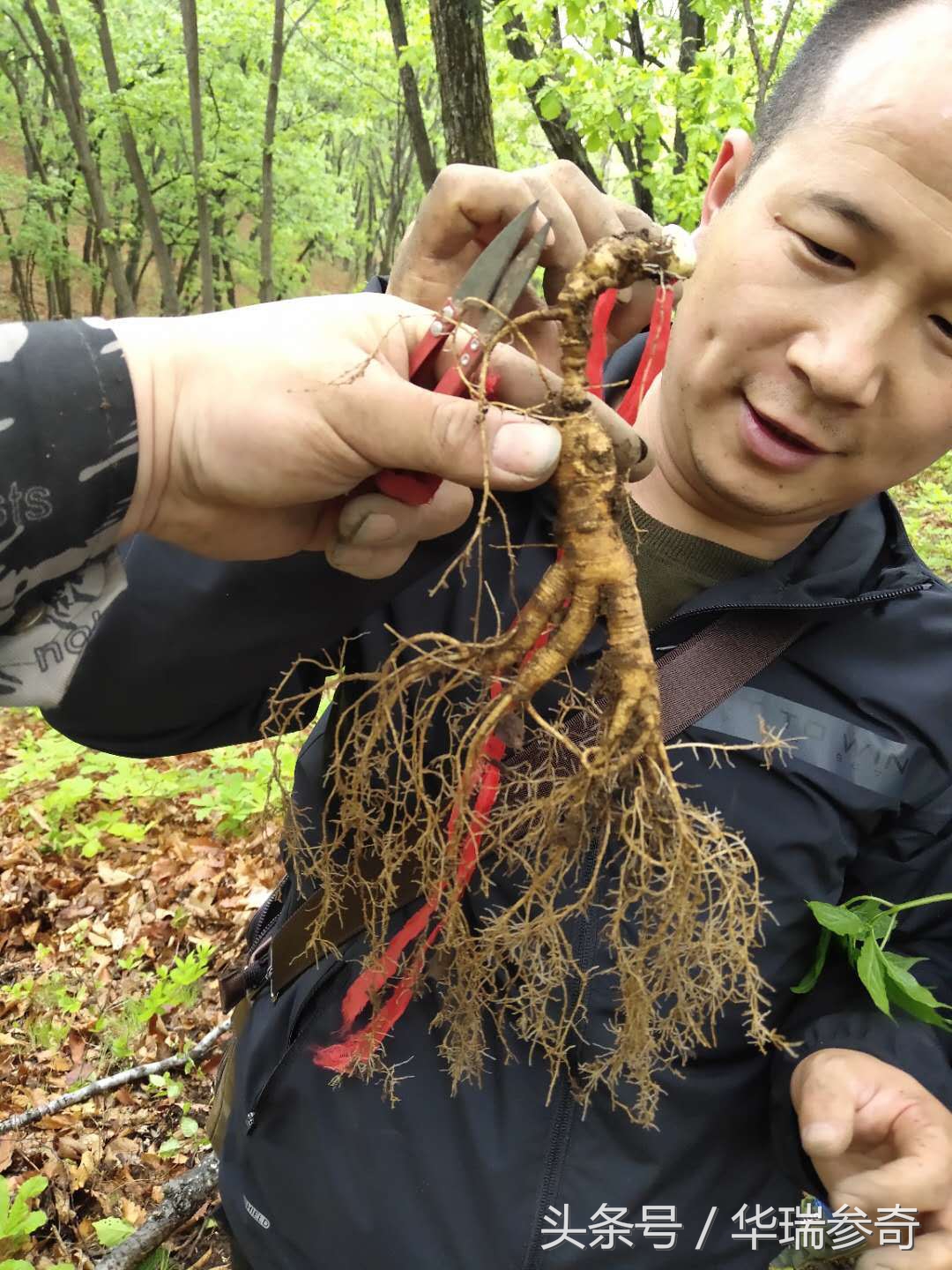 在原始森林找个地方种人参靠谱吗,原始森林的千年人参