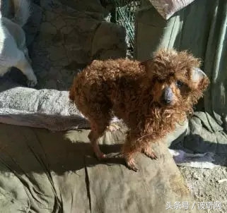 閲戞瘺绗煎瓙閲岀殑娉拌开,閲戞瘺鍜岀憻鐟熷彂鎶栫殑娉拌开