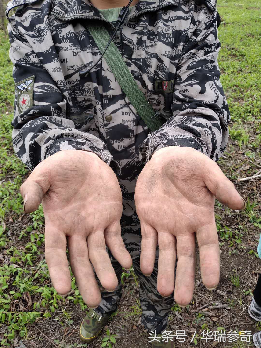 在原始森林找个地方种人参靠谱吗,原始森林的千年人参