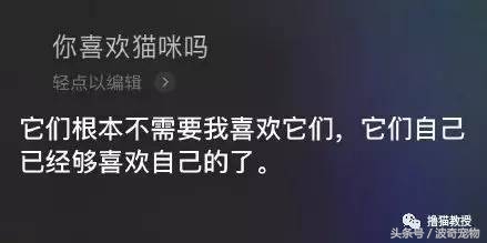 猫咪对着主人喵一声,猫咪对着主人叫但是没声音