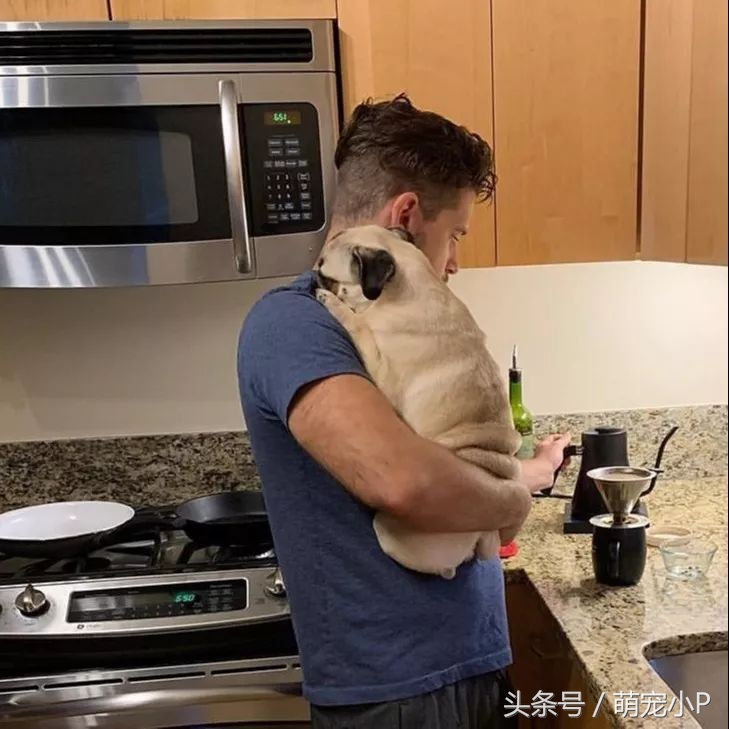 狗狗突然绝食精神不好什么原因,狗狗突然暴瘦不吃东西没精神