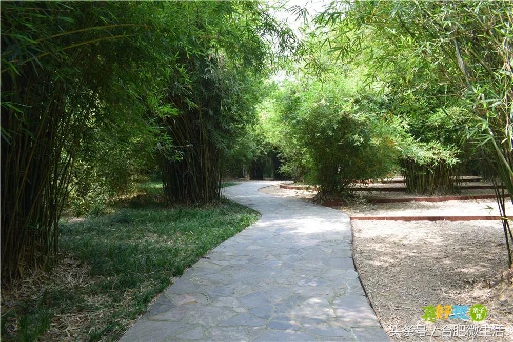 老合肥杏花公园,合肥曾经有两个杏花公园