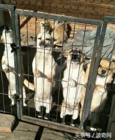 閲戞瘺绗煎瓙閲岀殑娉拌开,閲戞瘺鍜岀憻鐟熷彂鎶栫殑娉拌开