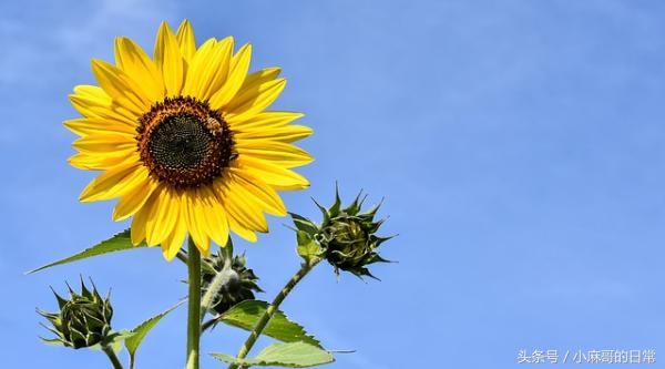 妊娠和肝脏生理变化,妊娠期子宫解剖及生理变化