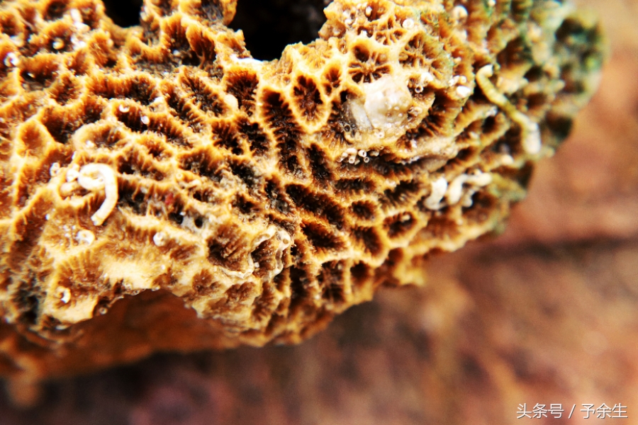 行麦径风景时宿轻沙绵风中