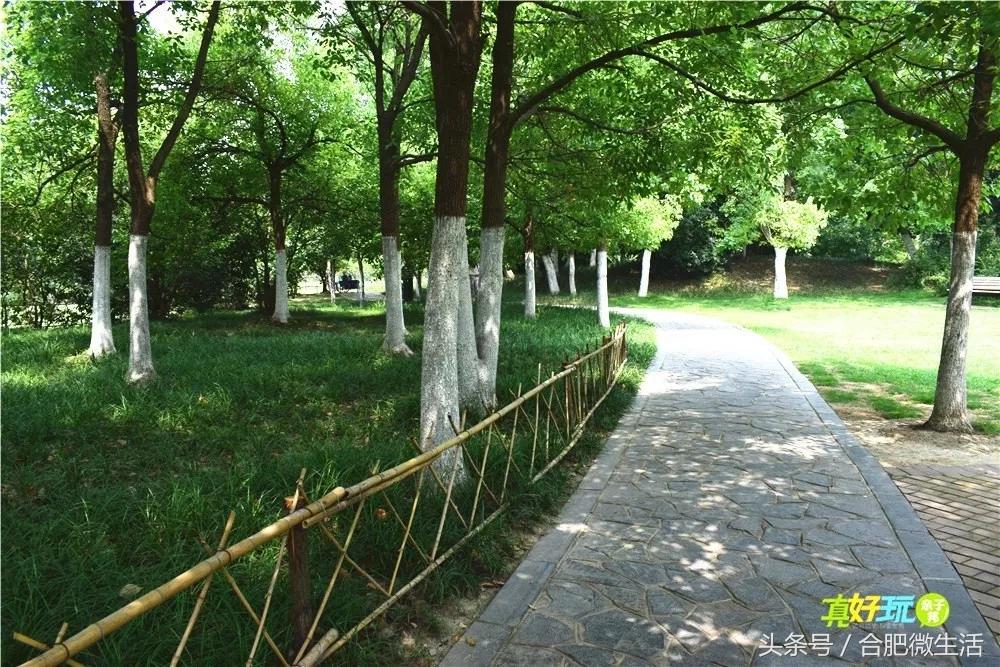 老合肥杏花公园,合肥曾经有两个杏花公园