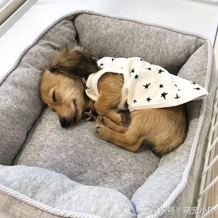 狗狗突然绝食精神不好什么原因,狗狗突然暴瘦不吃东西没精神