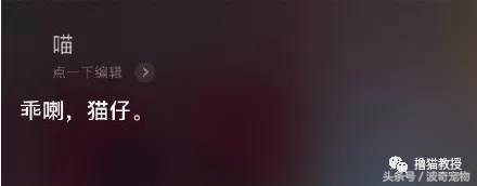 猫咪对着主人喵一声,猫咪对着主人叫但是没声音