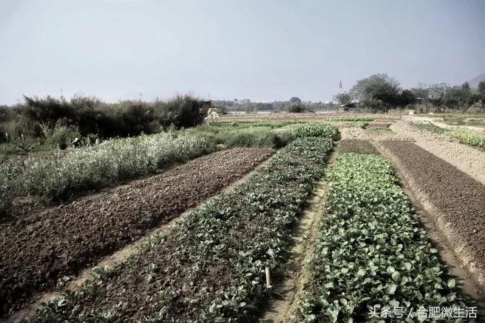 老合肥杏花公园,合肥曾经有两个杏花公园
