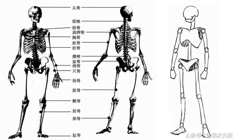 人体结构怎么画？教你如何绘画人体动态的技巧！