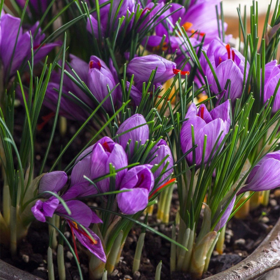 八种漂亮女人养的花,女人养哪些花