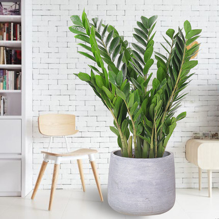 养花选这12种吉祥花,6种吉利花养在客厅最适合