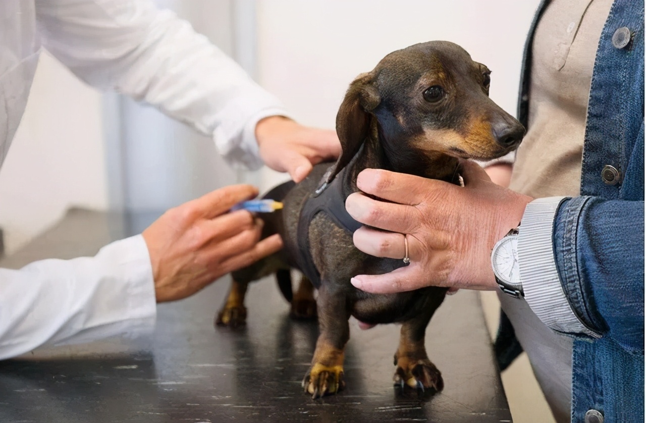 人犬共患病有哪些,人犬共患的传染病