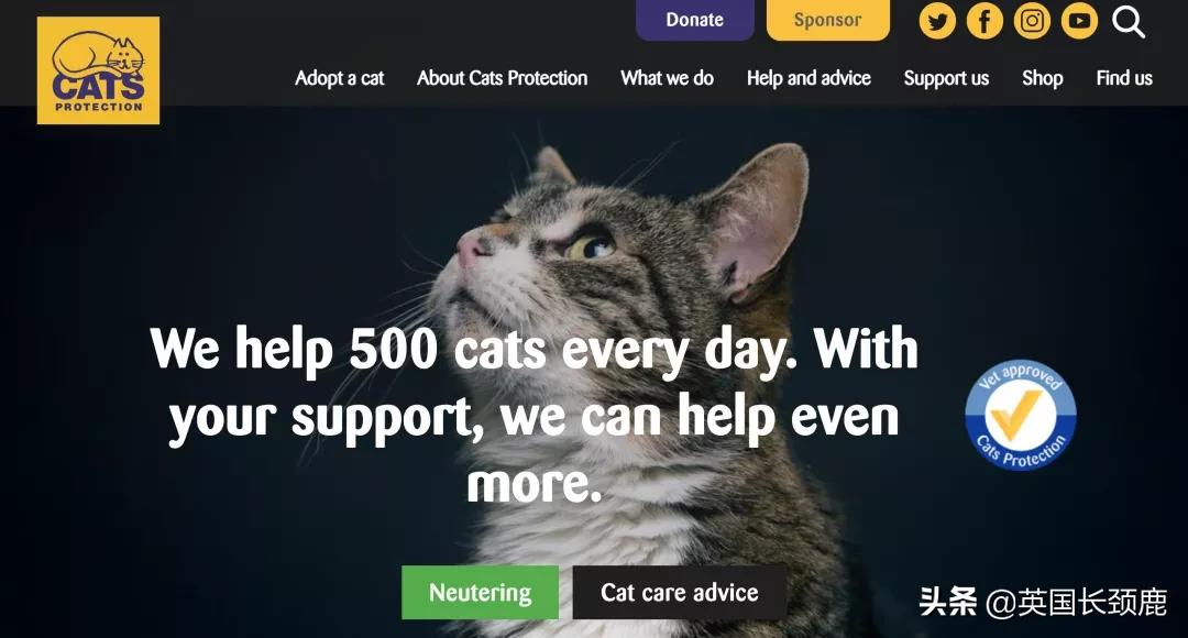 在英国哪里可以买宠物,英国如何饲养宠物猫咪