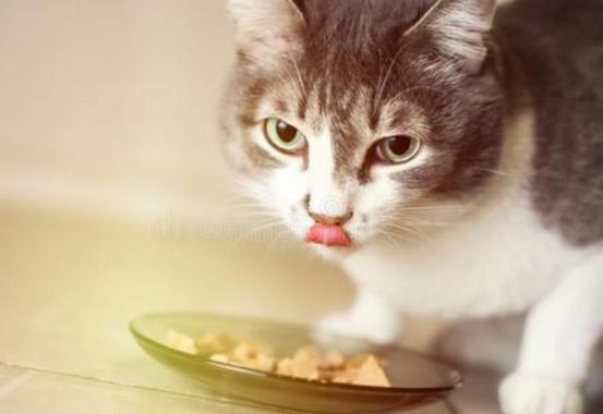 捡到小猫该如何喂养它,捡到小猫应该怎么照顾