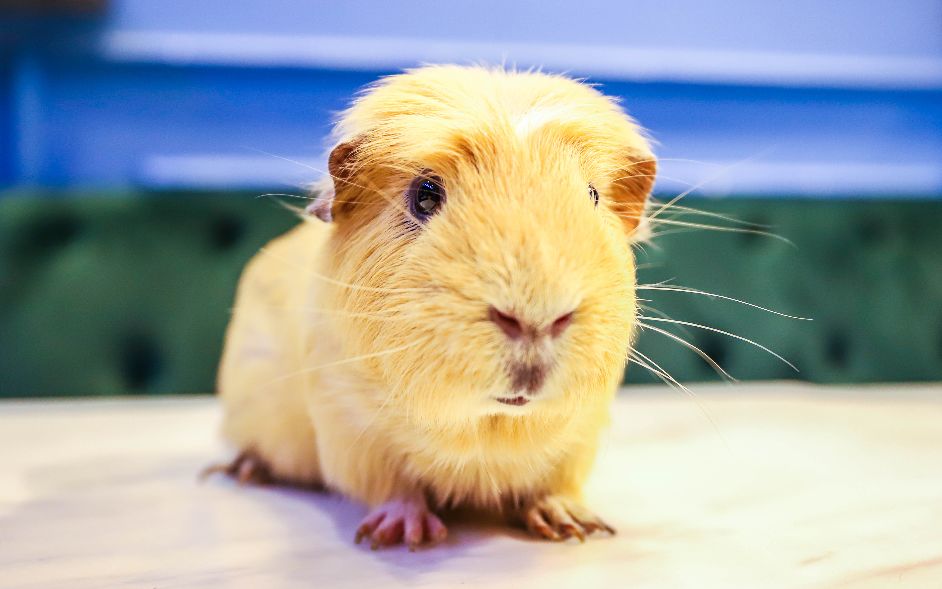 2019宠物排名,2022宠物排行榜