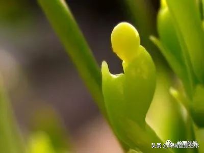 旺财罗汉松,罗汉松招财还是挡煞
