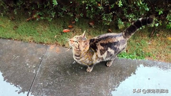 同伴被困空房子，流浪猫向人类求助，获救后它竟主动让出食物