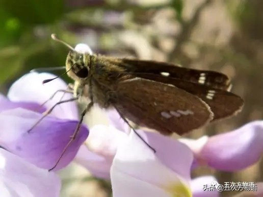 青岛蝴蝶图片,中国常见蝴蝶图鉴电子版图文