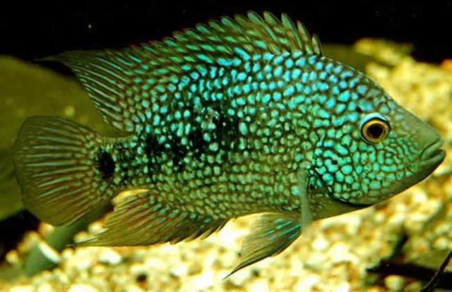 罗汉鱼苗是不是罗汉鱼,罗汉鱼苗需要什么样的水质