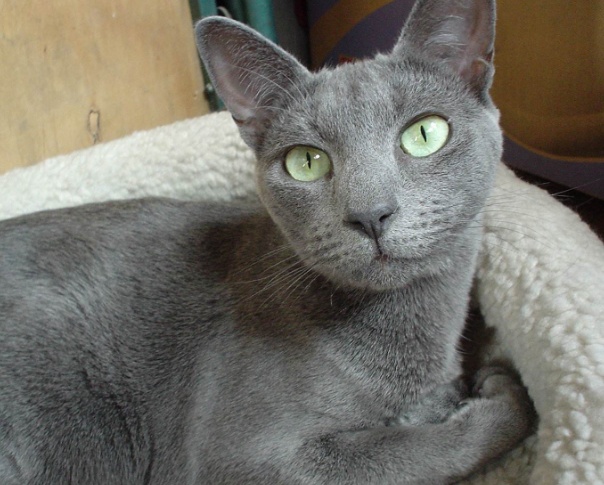 英短蓝猫的寿命是多少岁,绝育的蓝猫寿命有多久