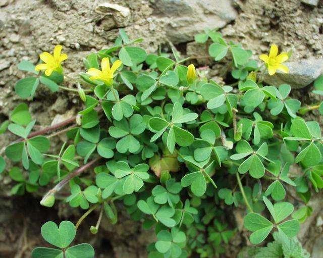 一个小“蒜瓣”，沾土就开花，一平方能养一百盆，生崽一大窝