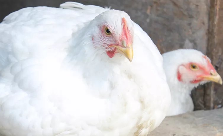 鸡得了腺胃炎怎么治疗,鸡腺肌胃炎发生原因及防治措施