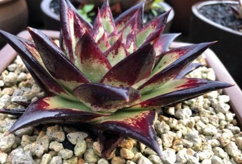 现在的天价多肉,多肉的由来和来历