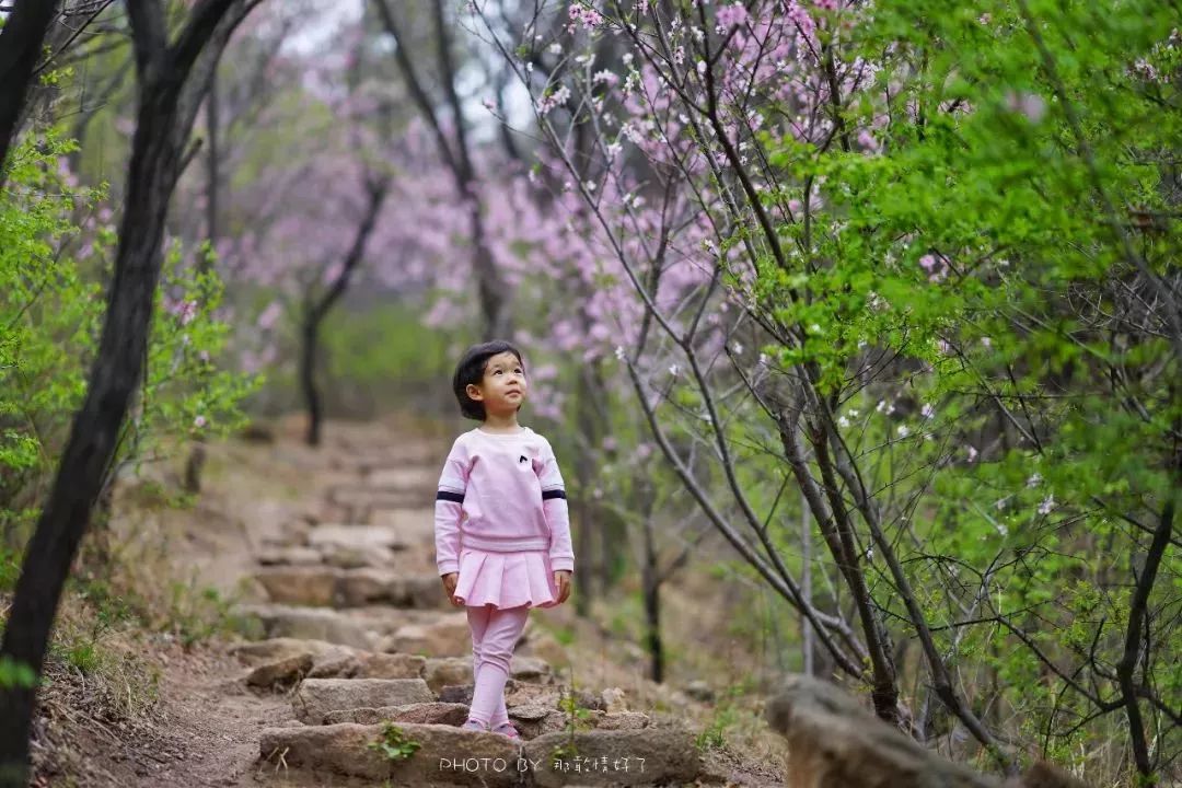 京郊童话树屋,京郊最美童话树屋