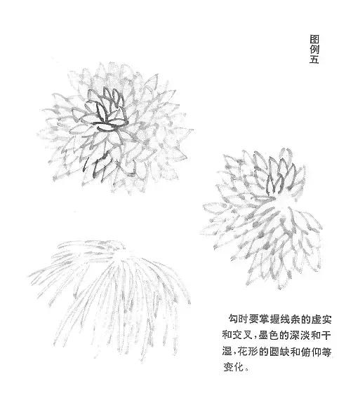 菊花国画入门简单教程,国画菊花画法技法教程