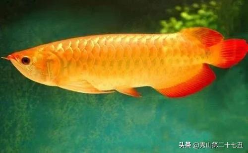 草金鱼十种最漂亮淡水观赏鱼,适合新手养的观赏鱼草金鱼