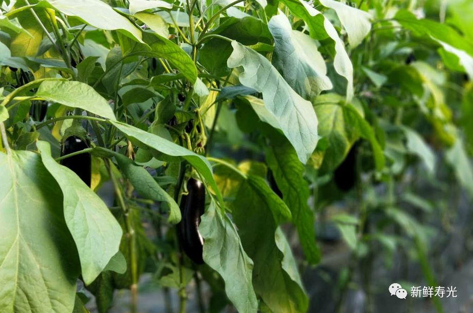 寿光这种“垃圾”火大了！它让纪台吕一村的全体菜农如获至宝