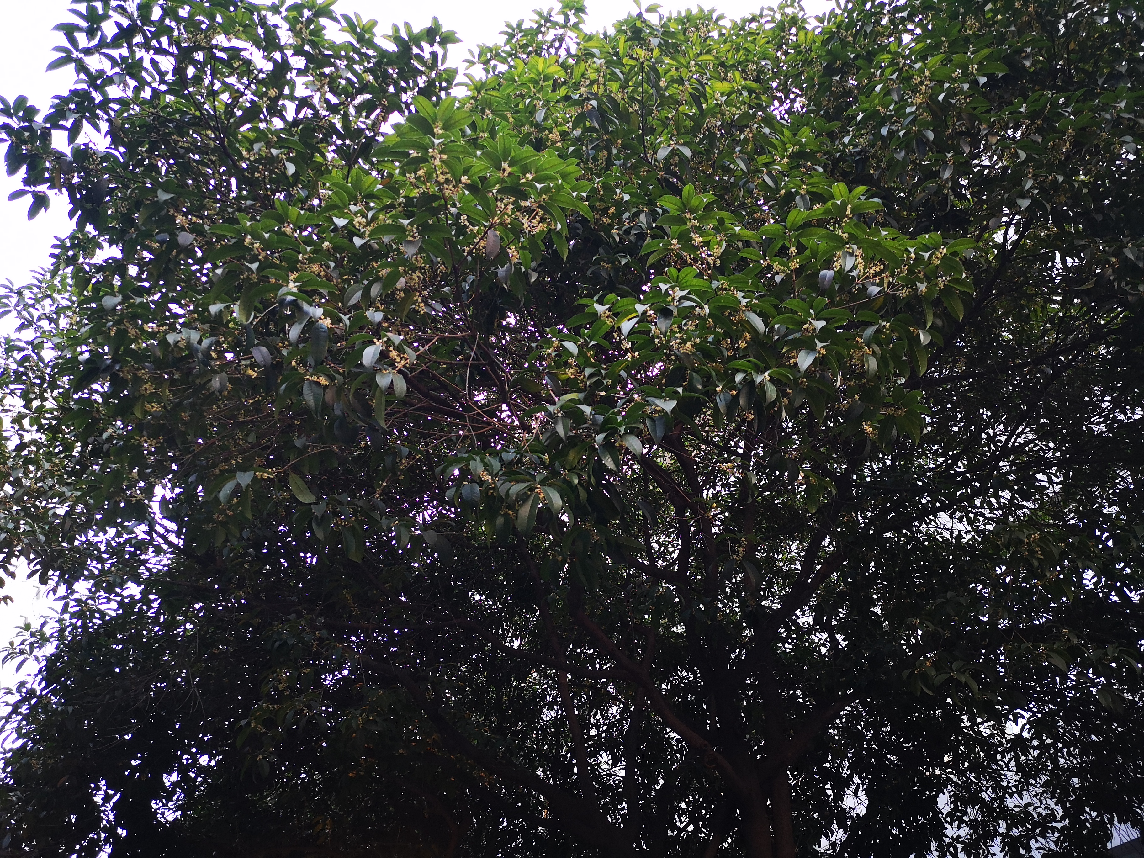 白鹿蓝色礼服裙,白露裙子泡泡袖