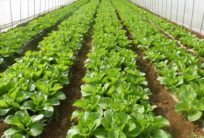 蔬菜卷叶发黄还有救吗,叶类蔬菜黄叶原因及防治方法