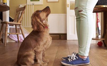 新手养狗怎样训练狗狗上厕所,幼犬如何训练狗狗定点大小便