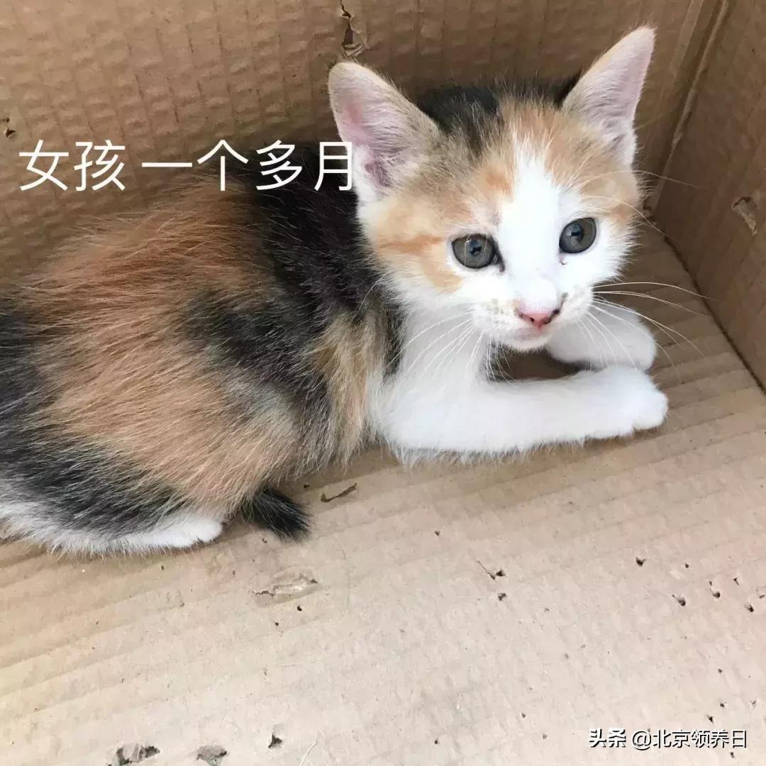 #领养代替购买#给它们一个家|线上宠物领养日,20190608加场