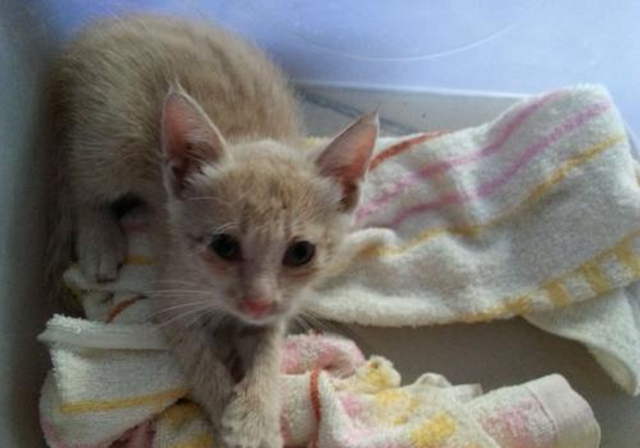 新生乳猫喂养,小奶猫该怎么养需要关注哪些事项